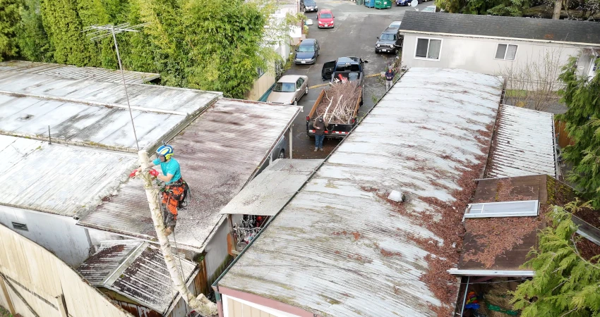 Precision Tree Removal in Tight Quarters Near Lake Washington 5 Page1 850 450 2