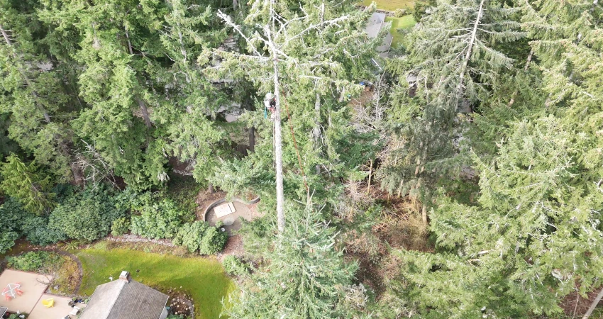 When a Tree Becomes a Threat: Protecting a Home Through Expert Removal 19 Page1 850 450 5