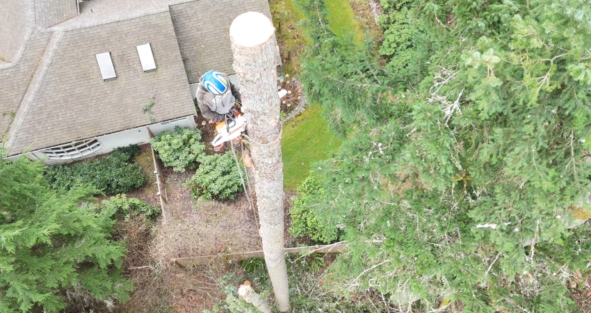 Safe Removal of Three Large Storm-Damaged Trees in Redmond 2 Page1 850 450