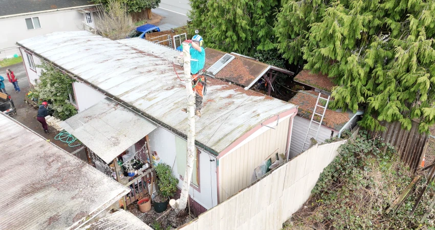 Precision Tree Removal in Tight Quarters Near Lake Washington 2 Page2 850 450 2