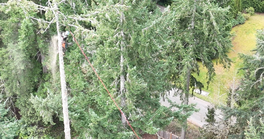 When a Tree Becomes a Threat: Protecting a Home Through Expert Removal 18 Page2 850 450 5