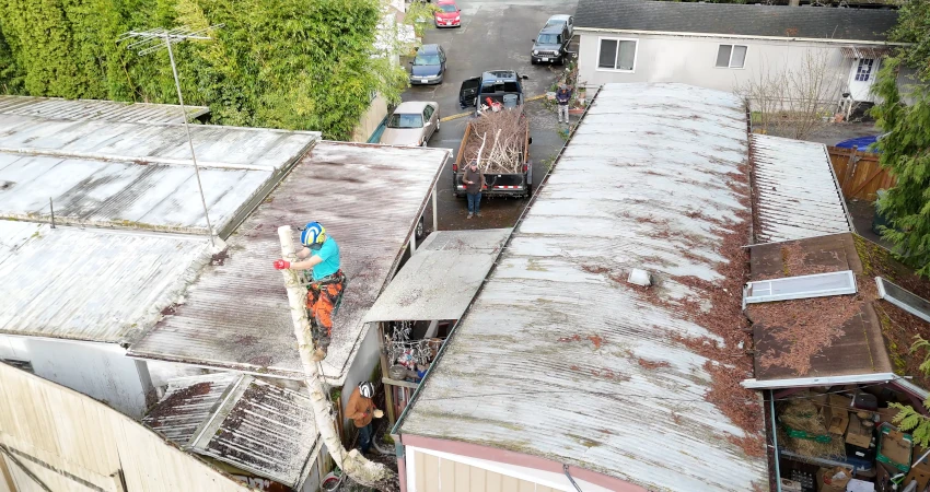 Precision Tree Removal in Tight Quarters Near Lake Washington 4 Page3 850 450 2