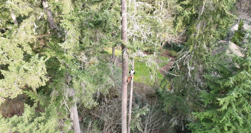 Safe Removal of Three Large Storm-Damaged Trees in Redmond 1 Page3 850 450