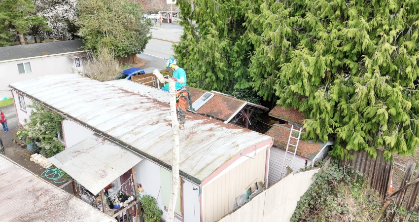 Precision Tree Removal in Tight Quarters Near Lake Washington 3 Page4 850 450 1