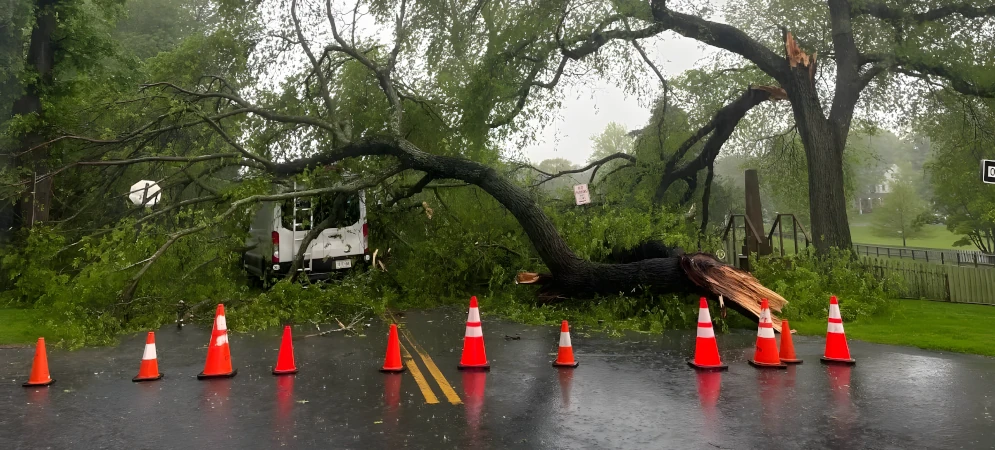 Storm Damaged Tree