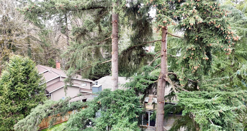 Expert Tree Trimming for Healthier, Safer Trees 2 tree trimming1 850 450