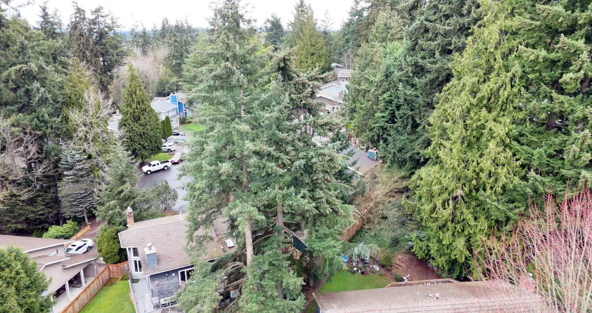 Expert Tree Trimming for Healthier, Safer Trees 1 tree trimming2 850 450