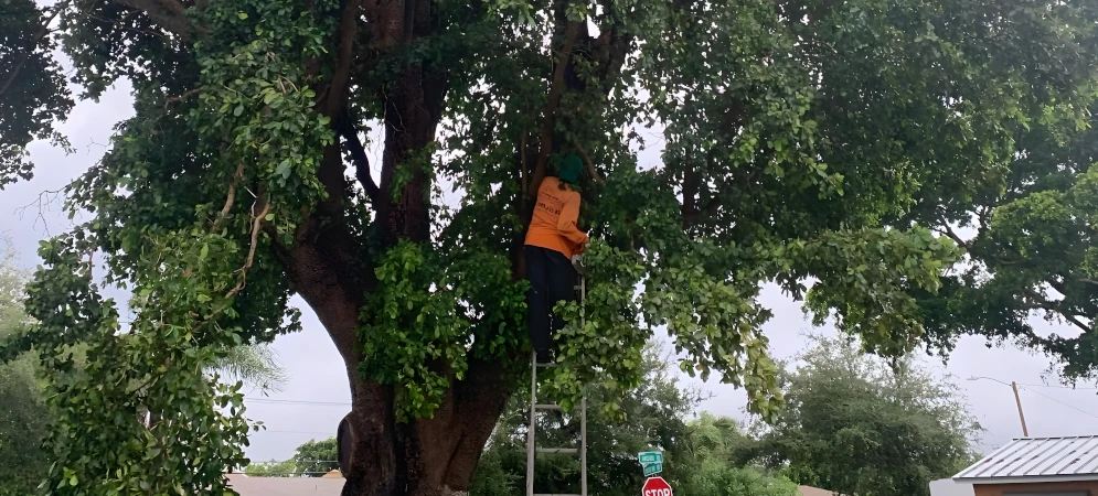 Tree Trimming and Pruning