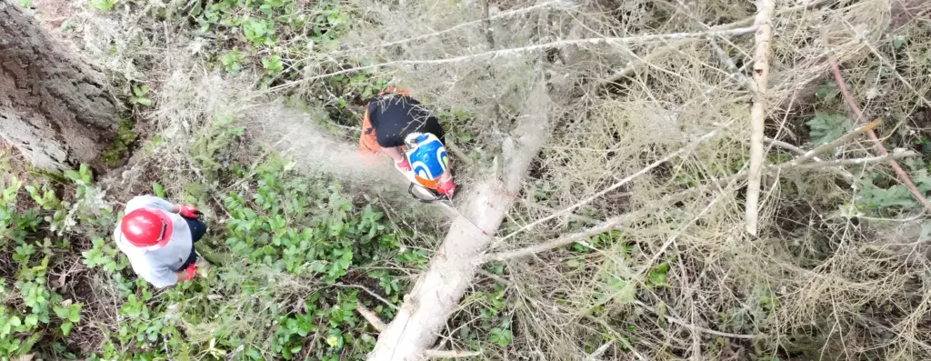 Storm-Damaged Tree Removal in Redmond