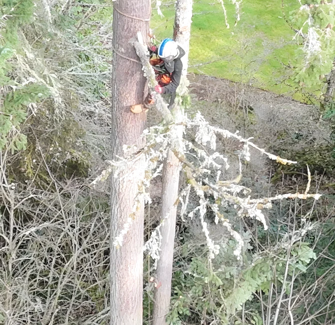 Storm-Damaged Tree Removal in Redmond