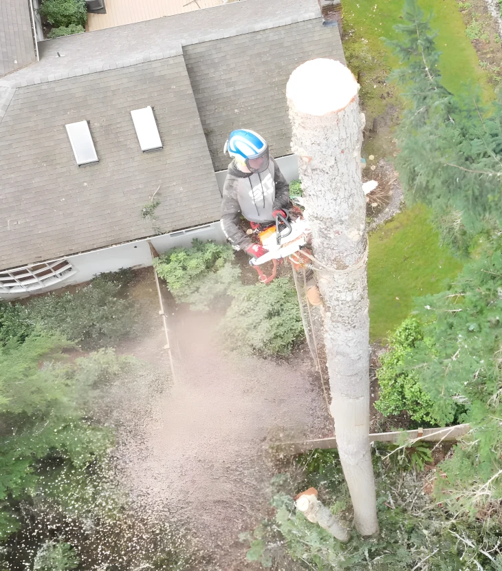 Safe Removal of Three Large Storm-Damaged Trees in Redmond