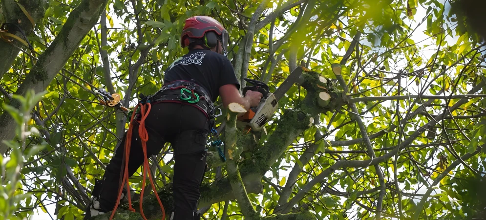 Pruning and Trimming