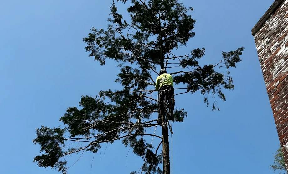 Our Story - Safe Tree Removal