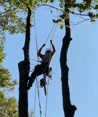 Tree Removal