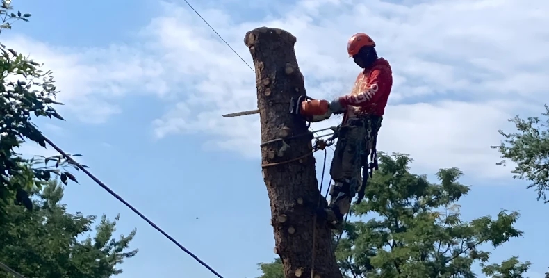 Safe Tree Removal
