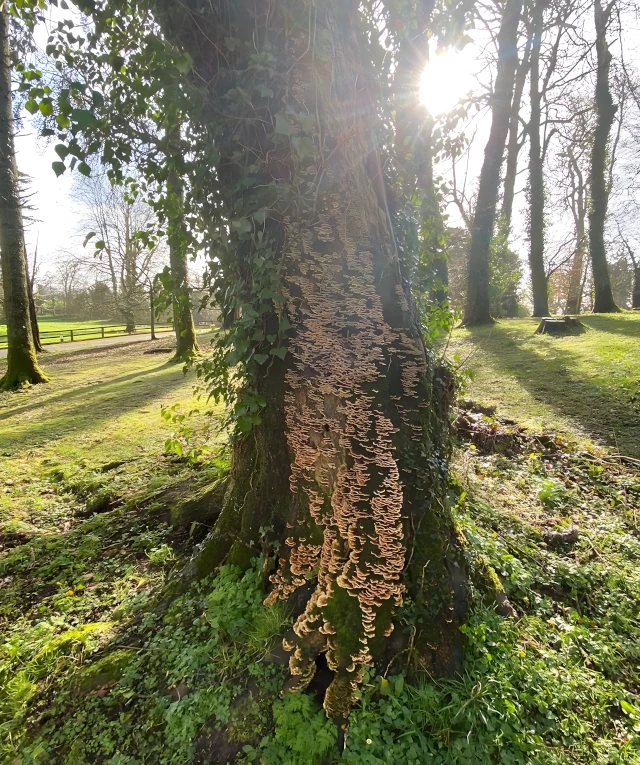 Tree Pest and Disease