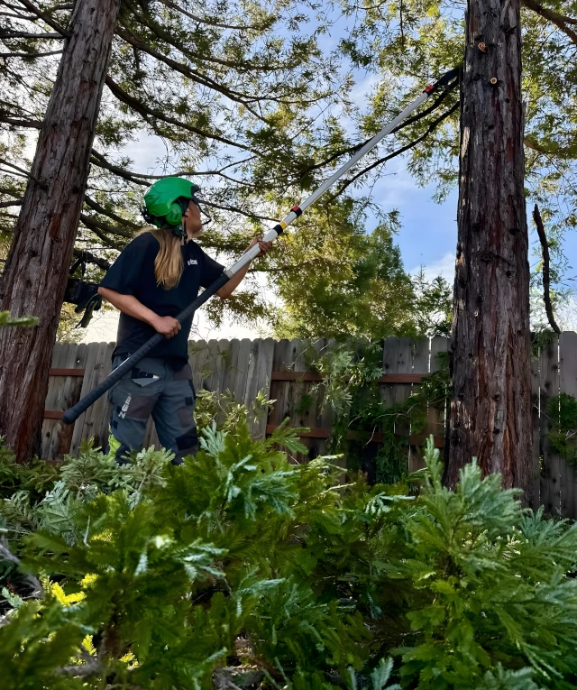 Tree Trimming and Pruning
