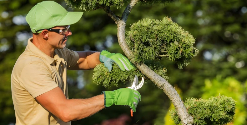 Trimming and Pruning