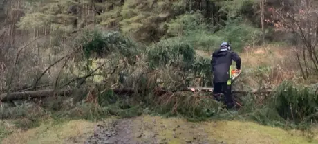 How to Know When a Tree Needs to Be Removed in Washington