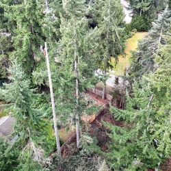 university place tree services